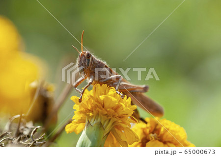 ツチイナゴ 65000673