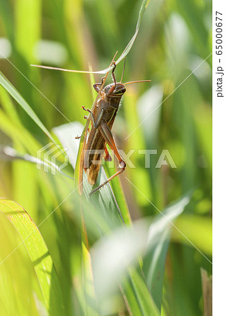 ツチイナゴ 65000677