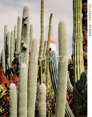 Amazing cactus plants and garden at Lanzarote island, Canary Islands 65000730
