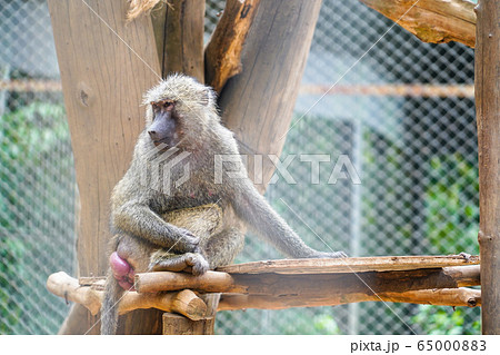Mmonkey sitting on the tree in the zoo in Phu Quoc, Vietnam. Endangered species in the world 65000883