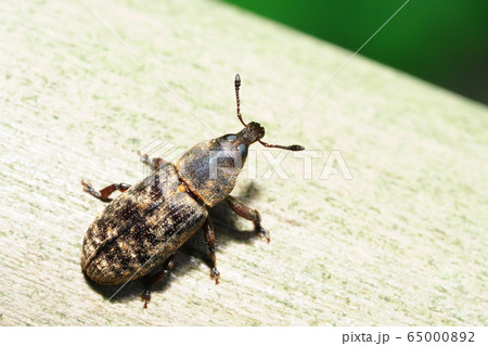 ツツゾウムシの一種 65000892