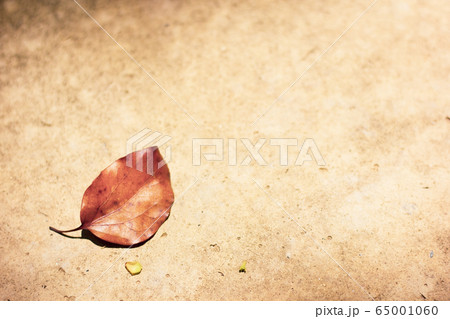 Brown leaf of Cinnamomum camphora tree 65001060