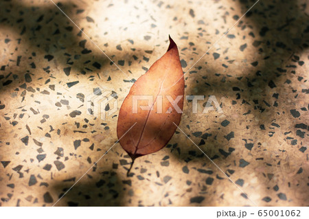 Brown leaf of Cinnamomum camphora tree Brown leaf of Cinnamomum camphora tree 65001062