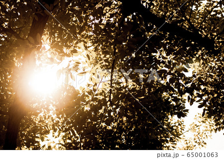 Sun light and Cinnamomum camphora tree 65001063