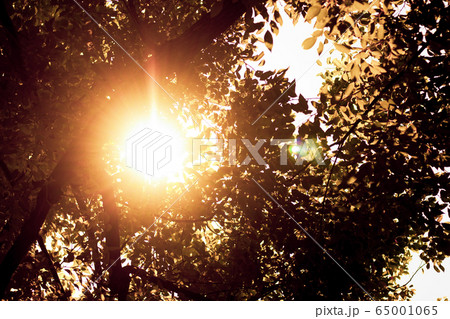 Sun light and Cinnamomum camphora tree 65001065