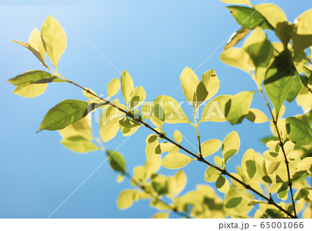 Green leaf of Duranta repens tree Green leaf of Duranta repens tree 65001066