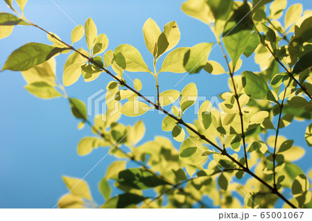 Green leaf of  Duranta repens tree 65001067
