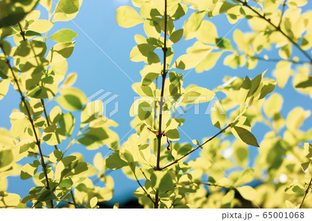 Green leaf of  Duranta repens tree 65001068