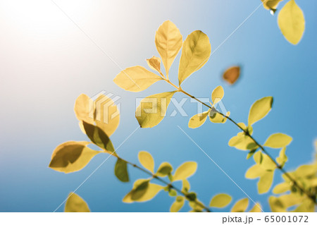 Green leaf of  Duranta repens tree 65001072