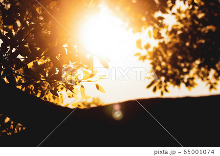 Sun light and Cinnamomum camphora tree 65001074