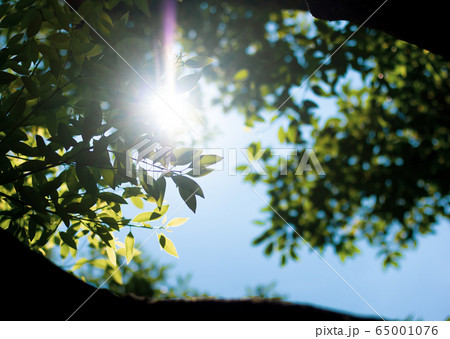 Sun light and Cinnamomum camphora tree Sun light and Cinnamomum camphora tree 65001076