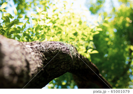 Cinnamomum camphora tree 65001079