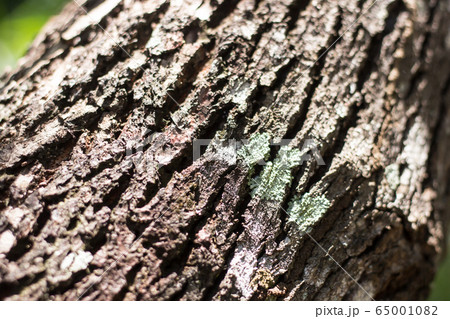 Cinnamomum camphora tree 65001082