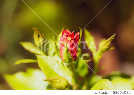 Yellow and red rose flower Yellow and red rose flower 65001083