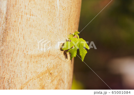 Green leaf of Young papaya tree 65001084