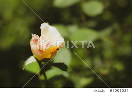Pink and white rose flower 65001085
