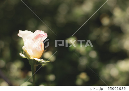 Pink and white rose flower Pink and white rose flower 65001086