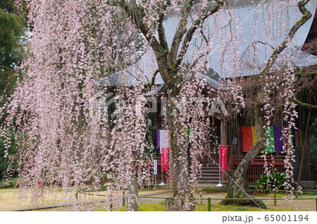 栄福寺の満開の枝垂桜（千葉市） 65001194
