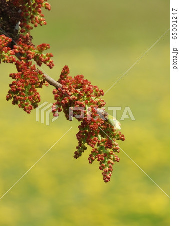 楷(かい)の木の花 楷(かい)の木の花 65001247