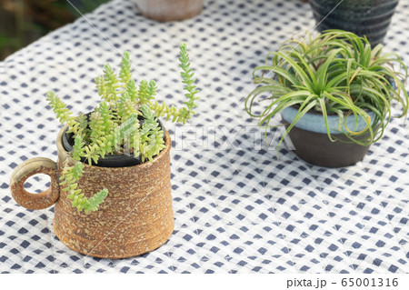 Selective focus of green sedum succulent plant in ceramic cup on plaid fabric table cover background 65001316