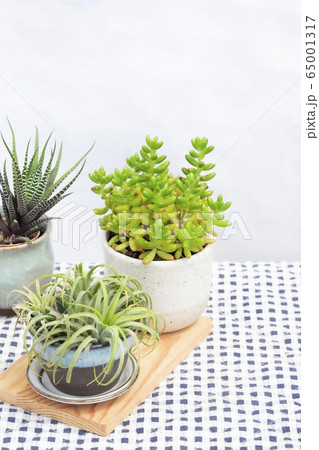 Selective focus of green sedum succulent plant and air plant in ceramic cup on wooden board and plaid fabric table cover background Selective focus of green sedum succulent plant and air plant in ceramic cup on wooden board and plaid fabric table cover background 65001317