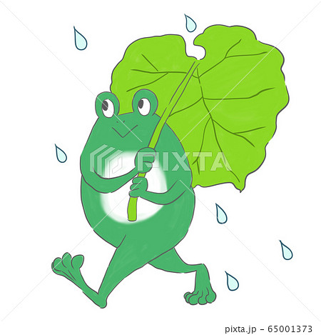フキの傘とカエル フキの傘とカエル 65001373