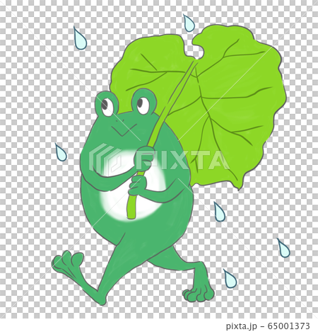フキの傘とカエル フキの傘とカエル 65001373