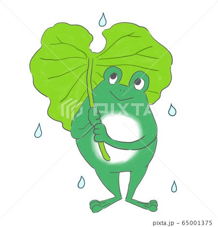 フキの傘とカエル 65001375
