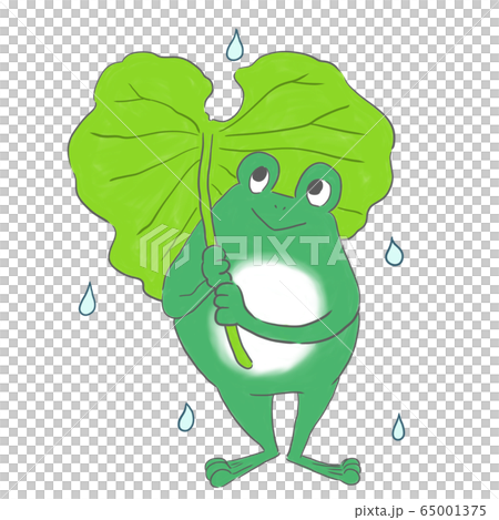 フキの傘とカエル 65001375