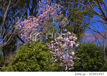 ピンク色のコブシの花 65001497
