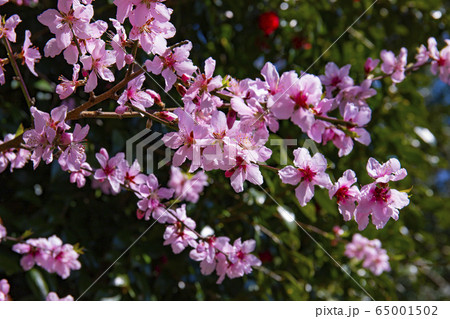 アーモンドの花 65001502