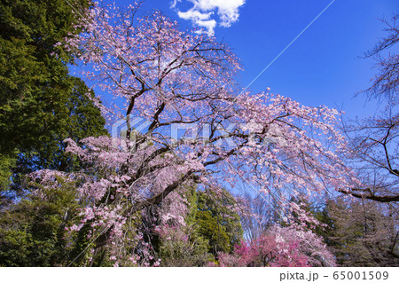 ベニシダレの写真素材 ベニシダレの写真素材