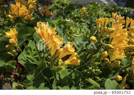 黄色いフリージア 65001752
