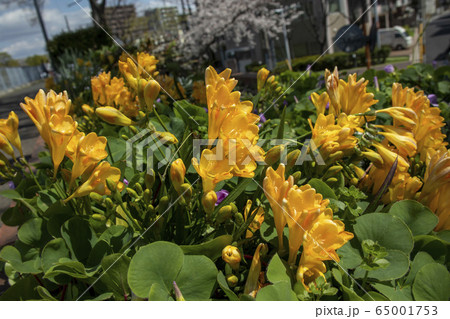 黄色いフリージア 65001753