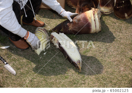 大きなタケノコ 大きなタケノコ 65002125