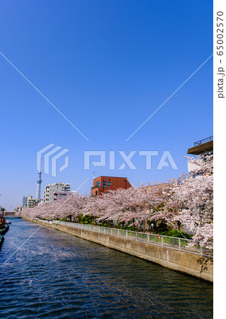 東京・住吉・大横川の桜とスカイツリー 東京・住吉・大横川の桜とスカイツリー 65002570