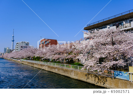 東京・住吉・大横川の桜とスカイツリー 東京・住吉・大横川の桜とスカイツリー 65002571