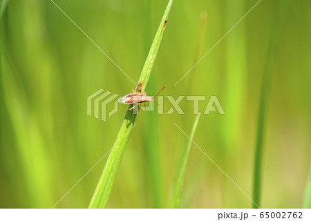 アカヒメヘリカメムシ 65002762