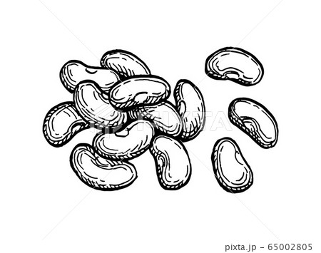 Ink sketch of common bean Ink sketch of common bean 65002805