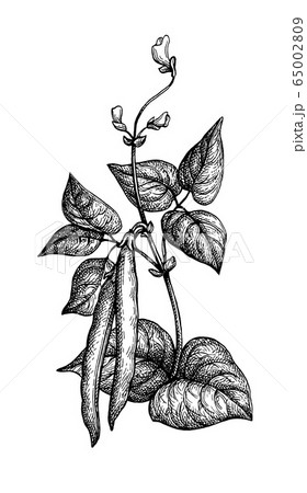 Ink sketch of common bean Ink sketch of common bean 65002809