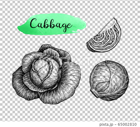 cabbage vector sketch 17050679 Vector Art at Vecteezy