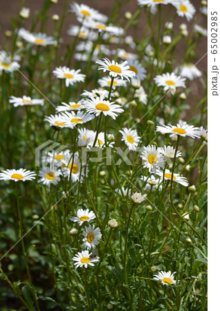 フランスギク フランスギク 65002985