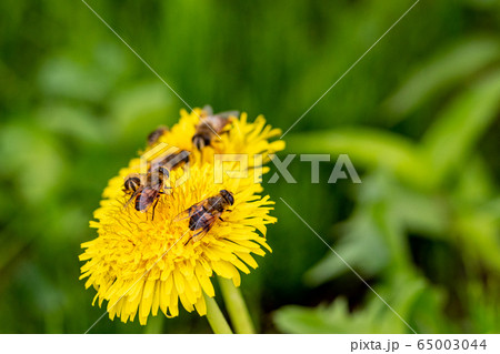 花とアブ 65003044