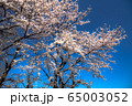 満開桜 65003052