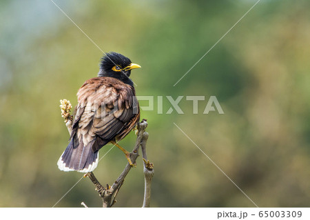 Common mynah in Bardia national park, Nepal 65003309