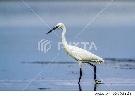 Little egret in Kalpitiya, Sri Lanka 65003328
