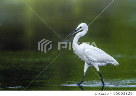 Little egret in Kalpitiya, Sri Lanka Little egret in Kalpitiya, Sri Lanka 65003329