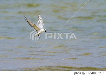 Little tern in Kalpitiya, Sri Lanka Little tern in Kalpitiya, Sri Lanka 65003340