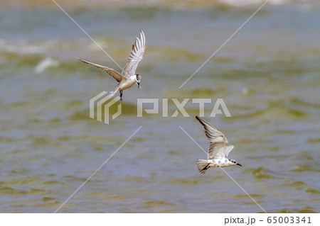 Little tern in Kalpitiya, Sri Lanka Little tern in Kalpitiya, Sri Lanka 65003341