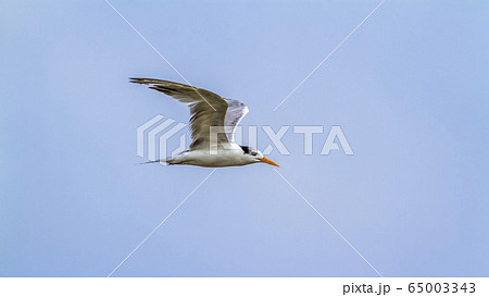 Little tern in Kalpitiya, Sri Lanka 65003343